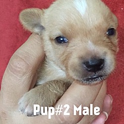 Photo of Pup # 2