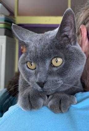 Adopt Bessie A Gray Or Blue Russian Blue / Domestic ...