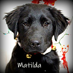 Thumbnail photo of Matilda~adopted! #1