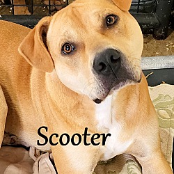 Thumbnail photo of Scooter~adopted! #3