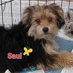 Photo of Saul