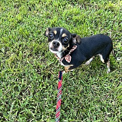 Photo of Poppy