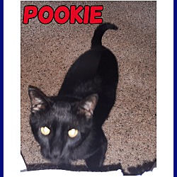 Photo of Pookie-COURTESY LISTING