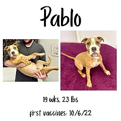 Thumbnail photo of Pablo (1) #4