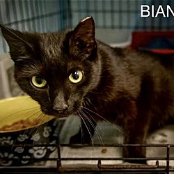 Photo of Bianca (FCID# 04/11/2024 - 45 Trainer)