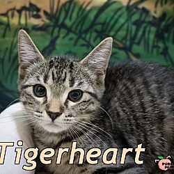 Photo of Tigerheart