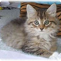 Naples Fl Maine Coon Meet Zsa Zsa A Pet For Adoption