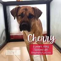 adopt a pet