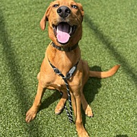 adopt a pet
