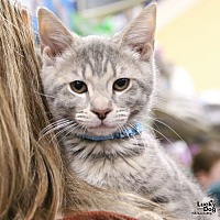 adopt a pet