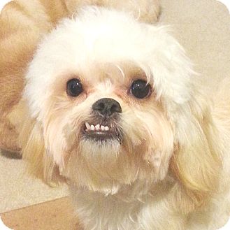 pekingese mix poodle