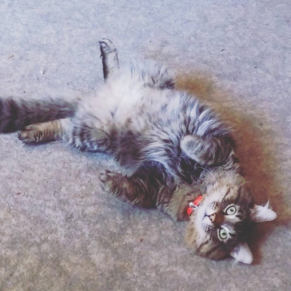Kansas City Mo Maine Coon Meet Juggalo A Pet For Adoption