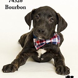 Thumbnail photo of Bourbon #1