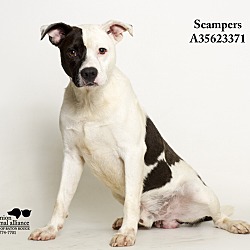 Thumbnail photo of Scampers #3
