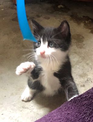 Grand Junction Co Domestic Mediumhair Meet Doodle A Pet For