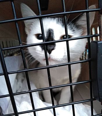 Ocala Fl Domestic Shorthair Meet Asia A Pet For Adoption