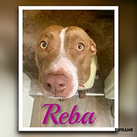 Photo of Reba (URGENT)