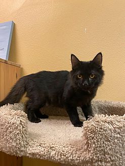Petsmart best sale kitty angels