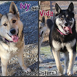 Photo of Ivy & Vida