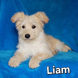 Photo of Liam(6lbs)