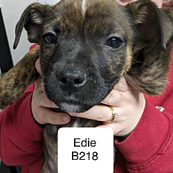 Thumbnail photo of Edie B218 #1