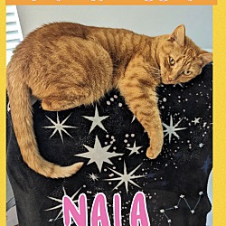 Photo of NALA (ton of supplies) rare