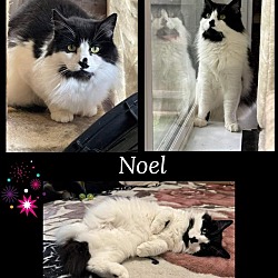 Thumbnail photo of Noel #3