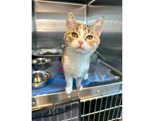 Matteson, IL - Domestic Shorthair. Meet Lady Lassie a Pet for Adoption ...