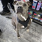Adopt A Pet :: Ringo - Locust Grove, GA