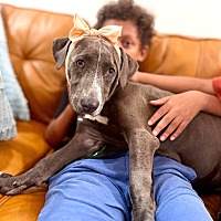 adopt a pet