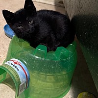 adopt a pet
