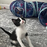 adopt-pet