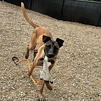 adopt a pet