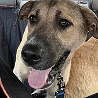adopt a pet