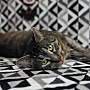 BIG BIRD - Domestic Shorthair available for adoption