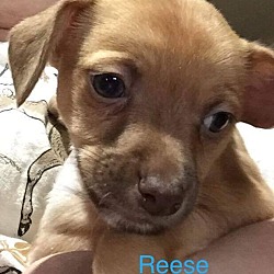 Photo of Reese