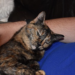 Thumbnail photo of Francey (Lap Kitty, <3 dogs) #4