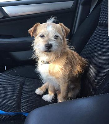 Dallas/Fort Worth, TX - Cairn Terrier. Meet Baxter a Pet for Adoption ...