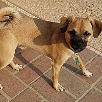 pathways home animal rescue