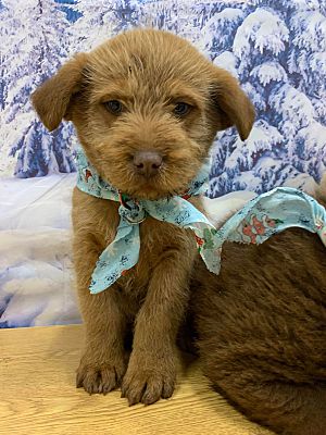 Bethel, CT - Airedale Terrier. Meet Cappuccino a Pet for Adoption ...