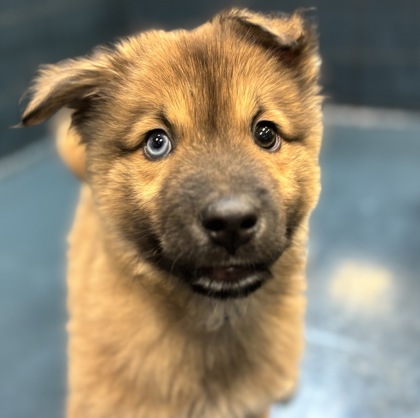 Chandler, AZ - Husky. Meet Benny a Pet for Adoption - AdoptaPet.com