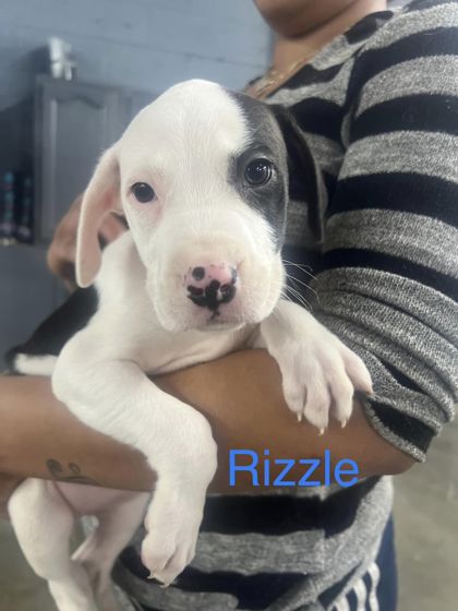 Photo of Rizzle