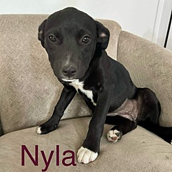 Photo of Nyla