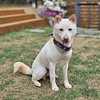 adopt-pet