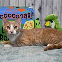 adopt a pet