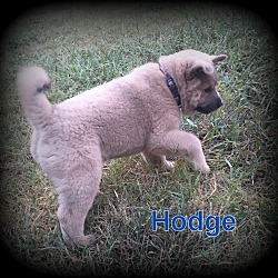 Thumbnail photo of Hodge #3
