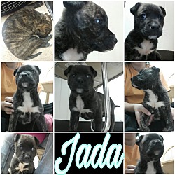 Thumbnail photo of Jada #4