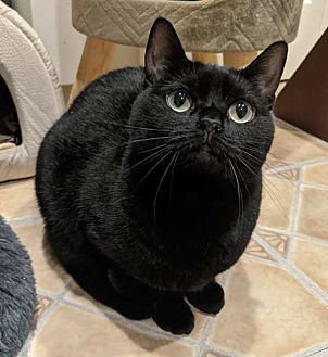 Adopt A Pet Petsmart Charities