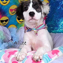 Thumbnail photo of Alize~adopted! #1