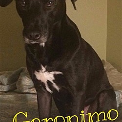 Photo of Geronimo